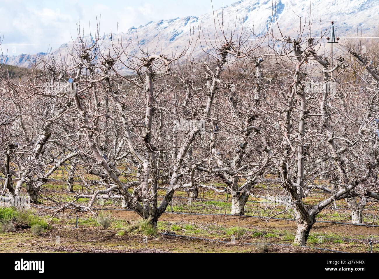 closeup of bare or dormant cherry trees in orchard in Winter season in Ceres, Western Cape, South Africa concept agriculture and fruit farming Stock Photo