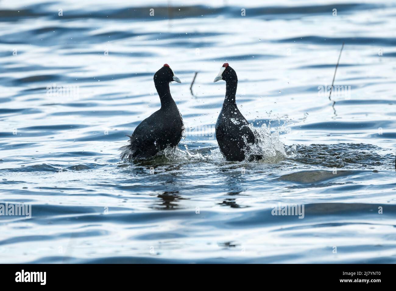 Red-knobbed coot or crested coot (Fulica cristata) pair or two wild birds in a territorial display of aggressive behaviour in Cape Town, South Africa Stock Photo