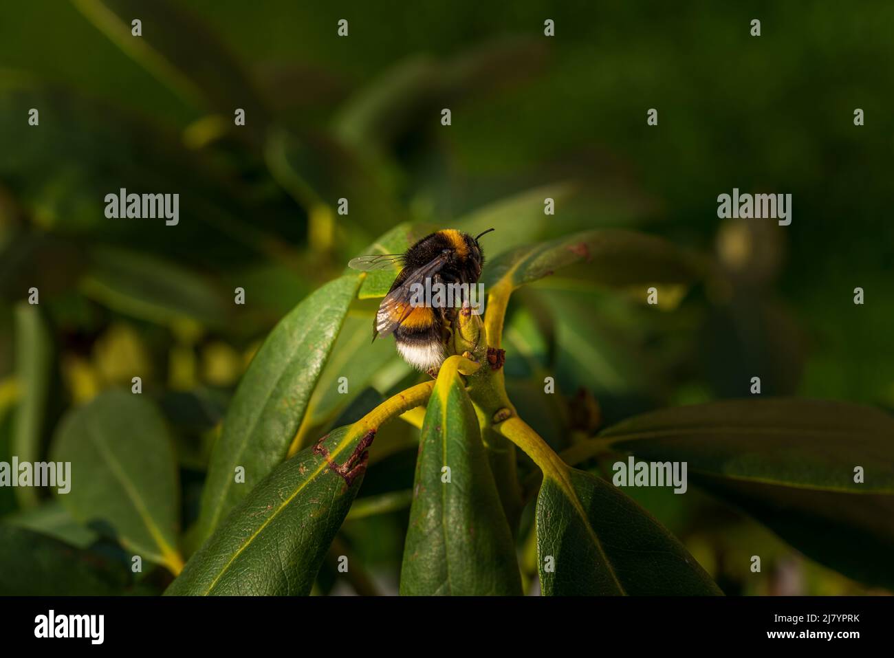 Wingless bee hi-res stock photography and images - Alamy