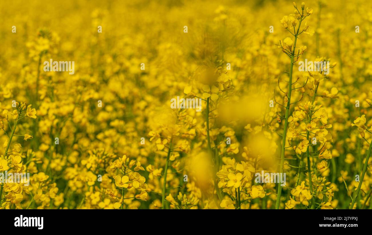 Rapeseed organism classification hi-res stock photography and images ...