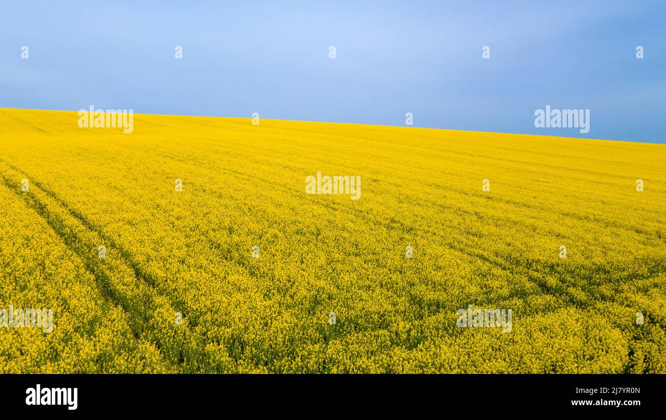Rapeseed organism classification hi-res stock photography and images ...