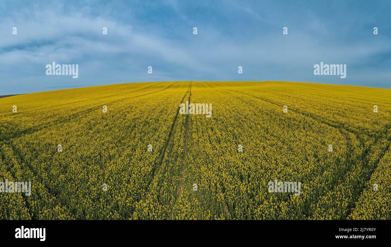 Rapeseed organism classification hi-res stock photography and images ...