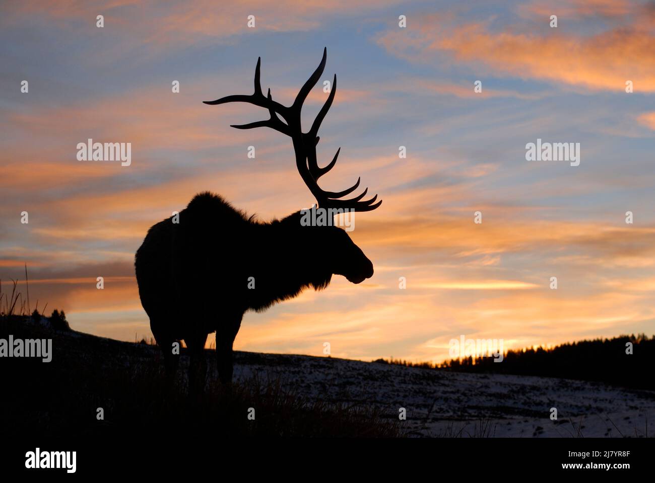 North America; United States; Montana; Yellowstone National Park; Wildlife; Mammals; Rocky Mountain Elk; Cervus elaphus; Winter; Bull; Sunset Stock Photo