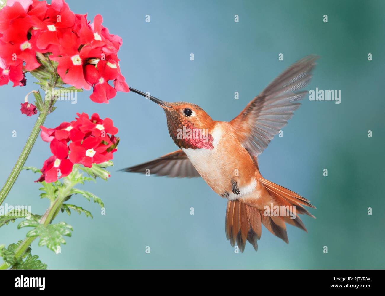 North America; Alaska; Southeast; Wildlife; Birds; Hummingbird; Rufous Hummingbird; Selasphorus rufous; Male; Nectar feeding; Spring. Stock Photo
