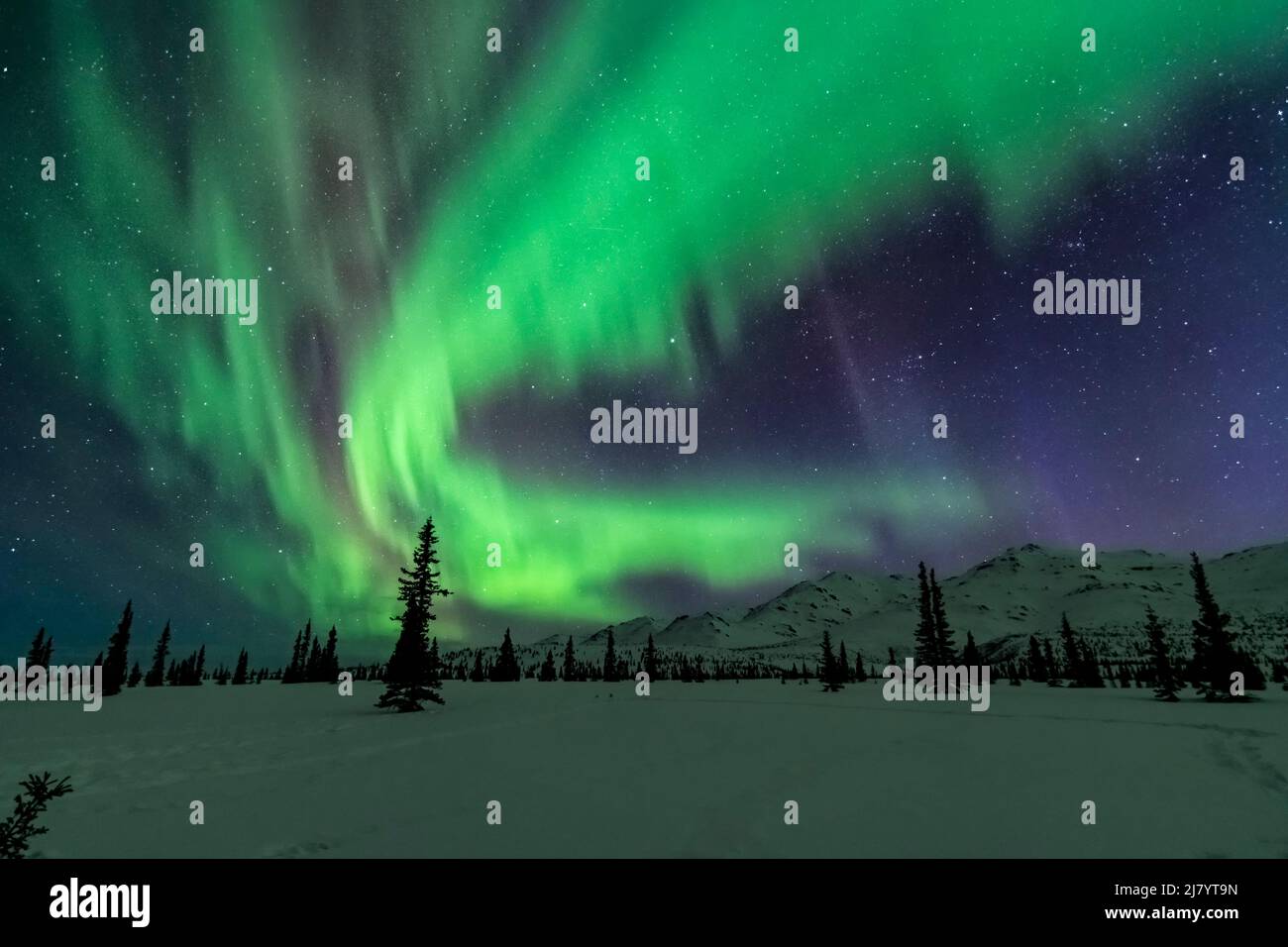 North America; United States; Alaska;  Savage River Area; Taiga-Tundra; Winter; Natural Phenomena; Night Sky; Aurora Borealis; Northern Lights; Stock Photo