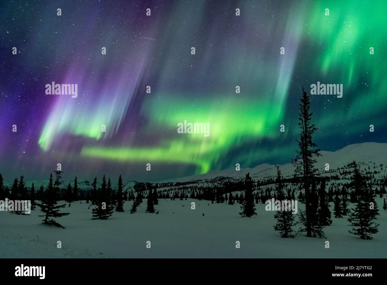 North America; United States; Alaska; Savage River Area; TaigaTundra