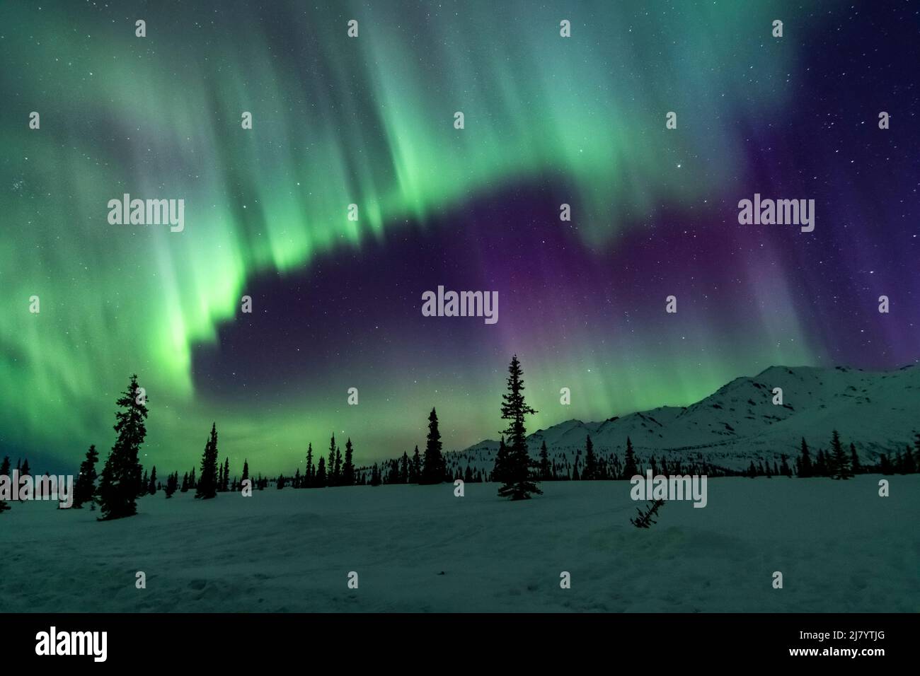 North America; United States; Alaska;  Savage River Area; Taiga-Tundra; Winter; Natural Phenomena; Night Sky; Aurora Borealis; Northern Lights; Stock Photo