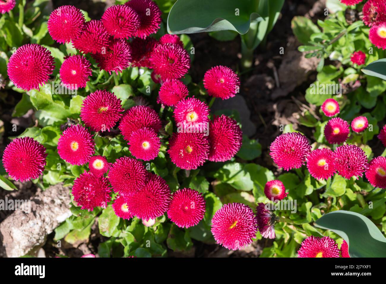 Close up of pink common daisy (bellis perennis) flowers in bloom Stock Photo