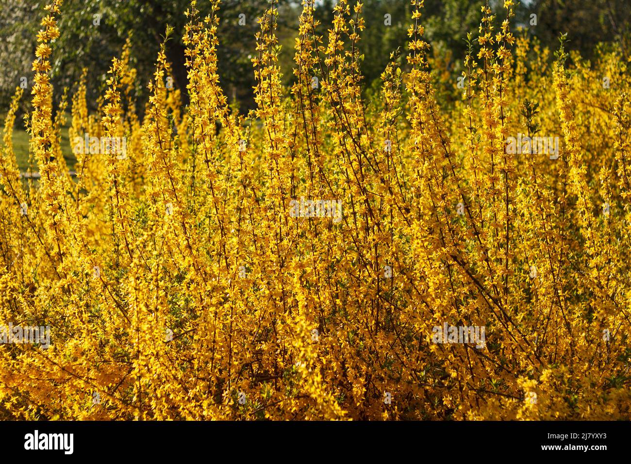 Forsythia shrub tree, genus olive, beautifully blooms in spring with yellow flowers in the spring season Stock Photo