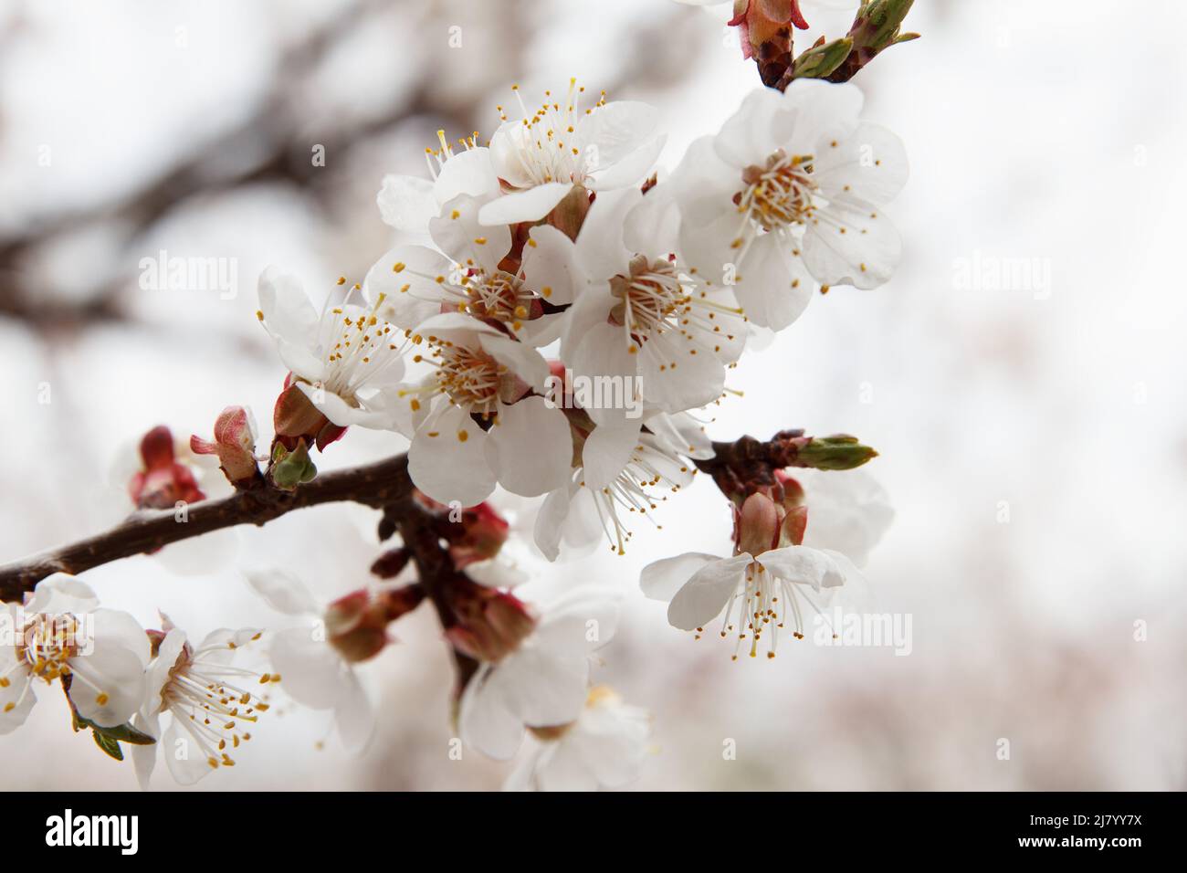 Beautyful Apricot fruit tree blossoms with dense white flowers in garden in spring. Pollination