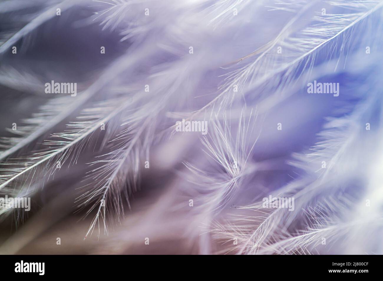 Macro image of a Feather Boa Stock Photo