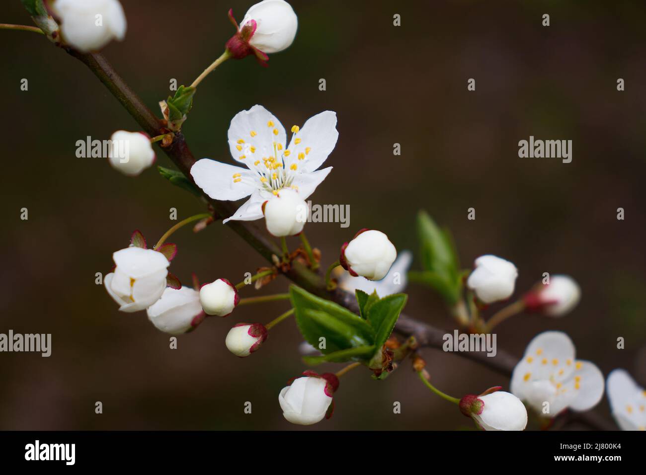 White cherry blossoms on a branch in the spring are close-ups with a shallow depth of field. Blooming green cherry leaves. Stock Photo