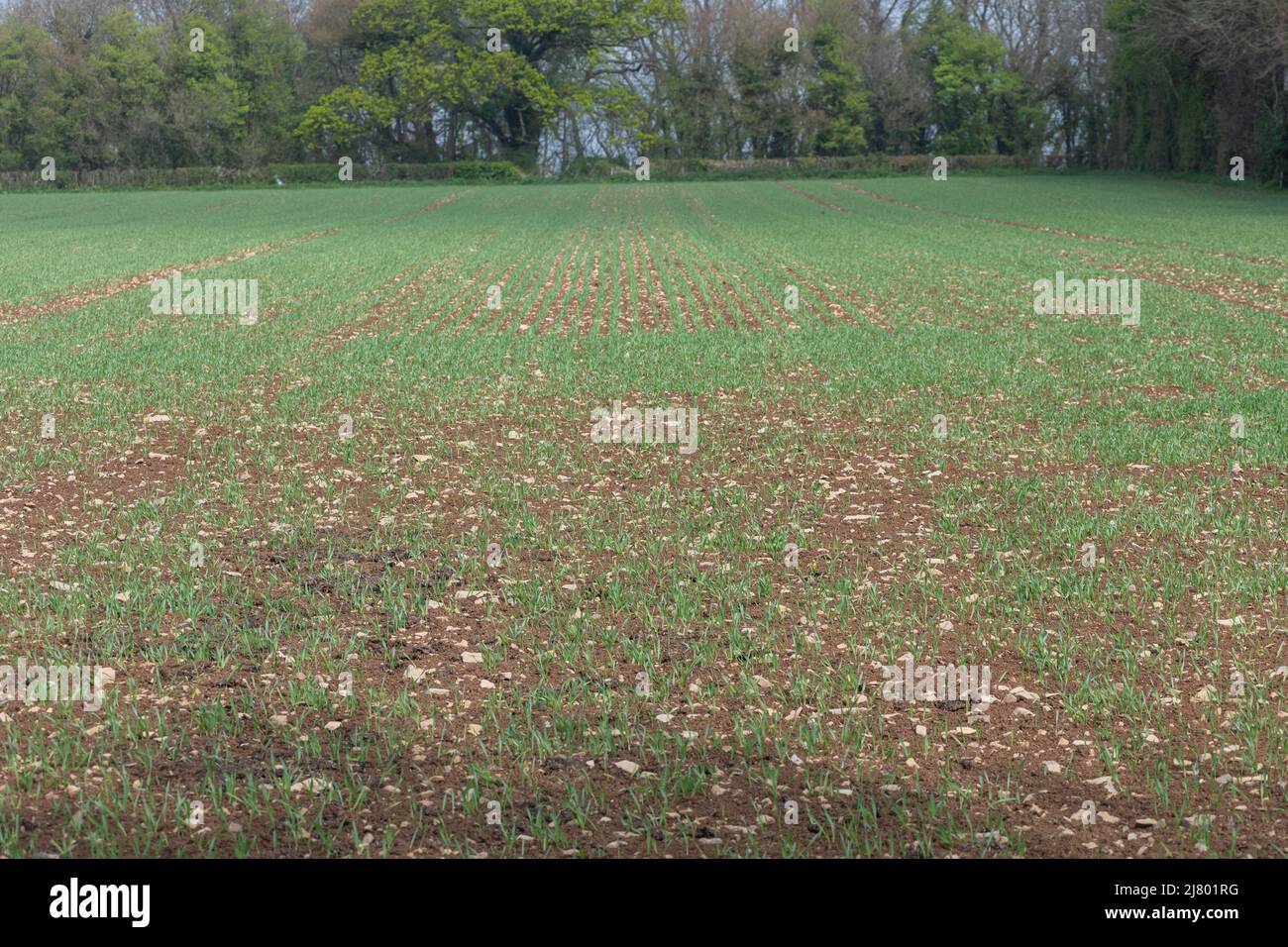 Spring barley at post emergence (hordeum vulgare) growing in a field