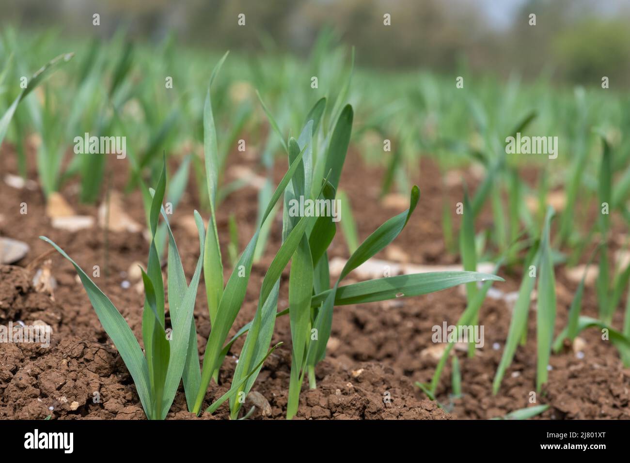 Spring barley at post emergence (hordeum vulgare) growing in a field