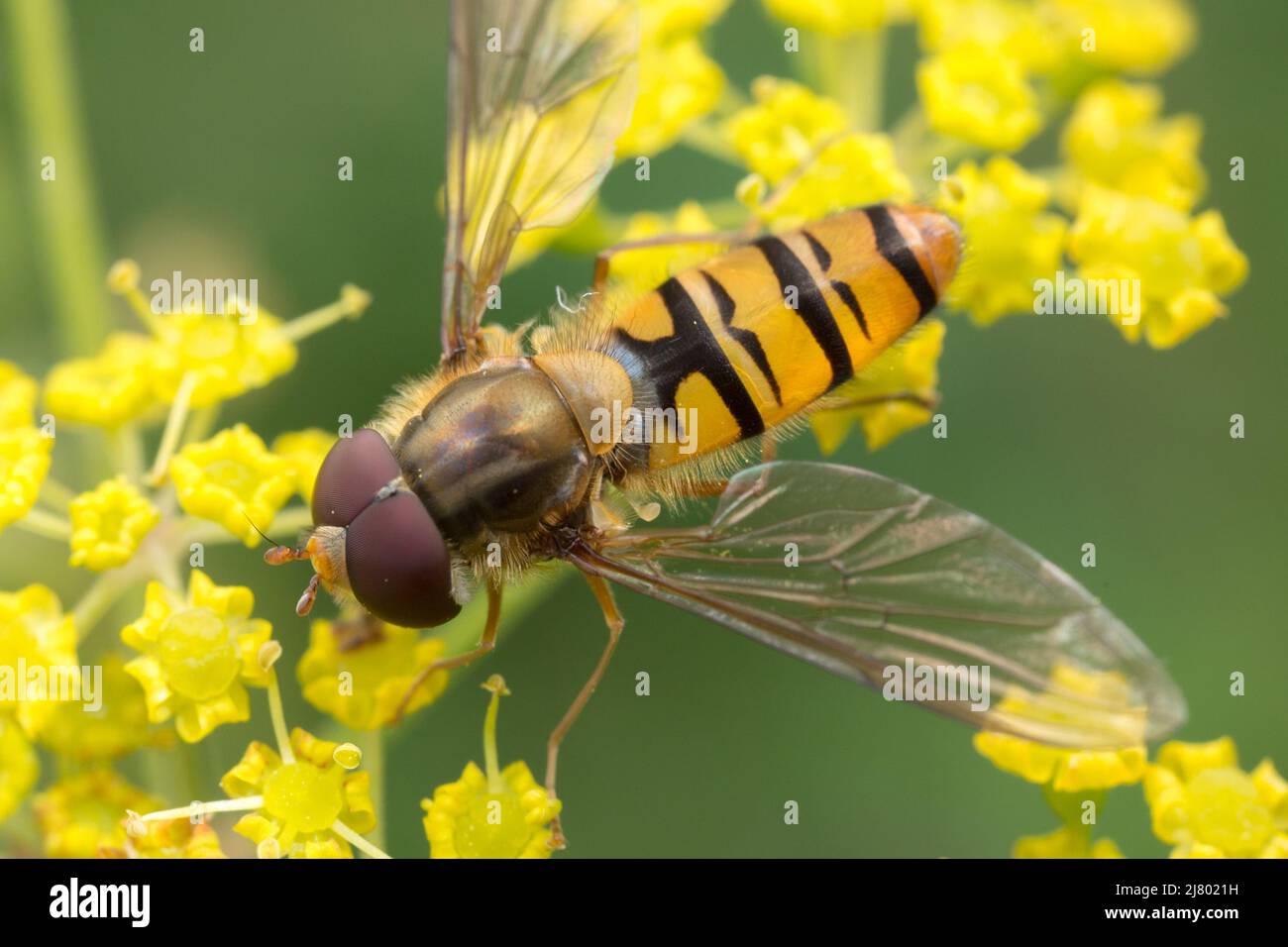 Marmalade Hoverfly (Episyrphus balteatus) nectaring on umbellifer, UK