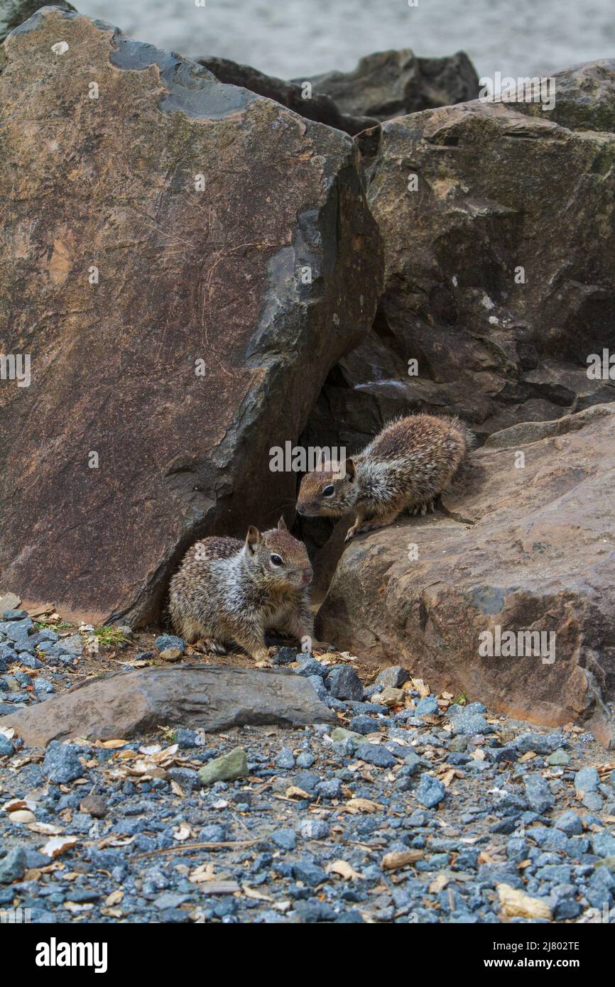 Two young California Ground Squirrels (Otospermophilus beecheyi or Spermophilus beeyechi) on large rocks at Rockaway Beach in Oregon, USA. Stock Photo