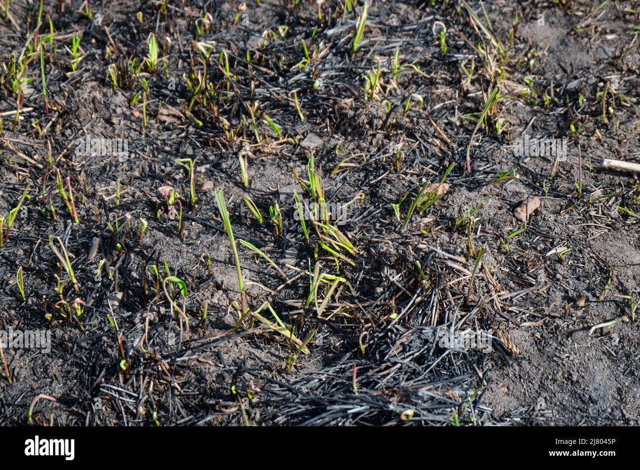 Shoots of fresh green grass on the site of burnt grass after a forest