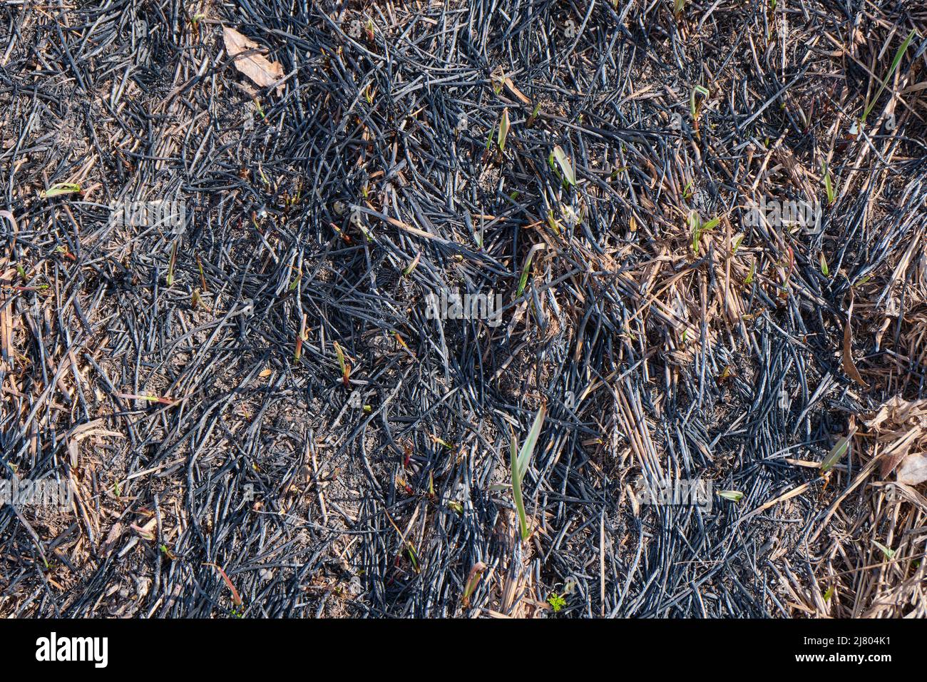 Burn Grass Earth After A Fire Stock Photo Alamy