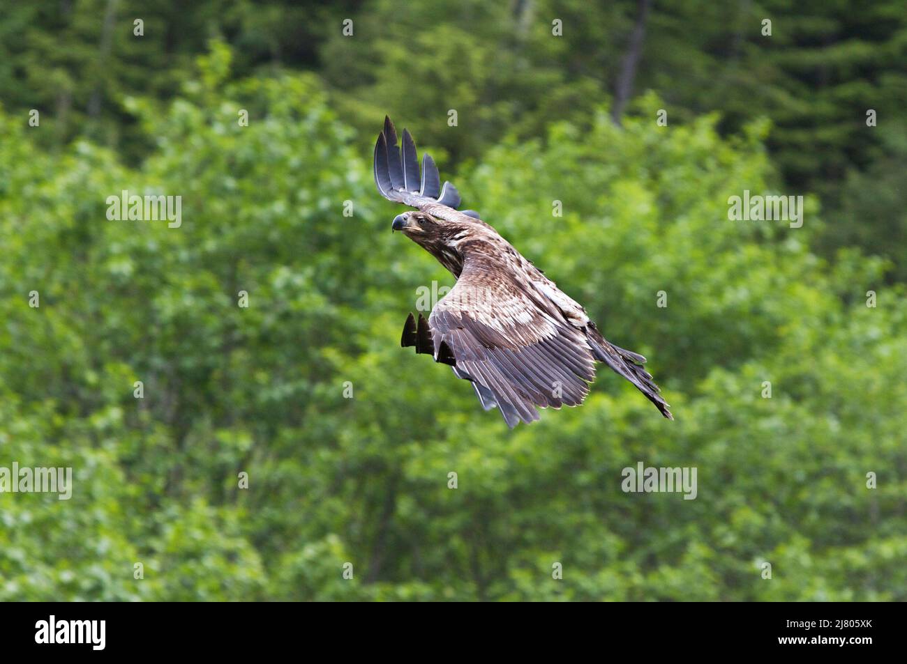 A young Bald Eagle (Haliaeetus leucocephalus) in flight against the bright green foliage of an Alaskan forest. Stock Photo