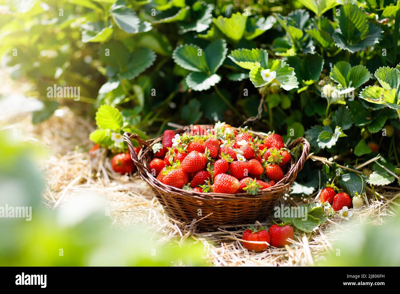 Self pick farm hi-res stock photography and images - Alamy