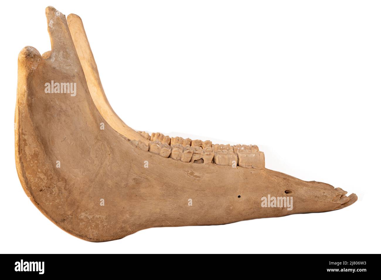 Lower jaw of domestic horse on a white background.  Side view. Stock Photo
