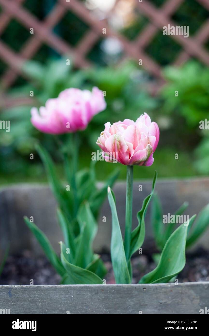 beautiful tulips pink star growht in old metal box Stock Photo