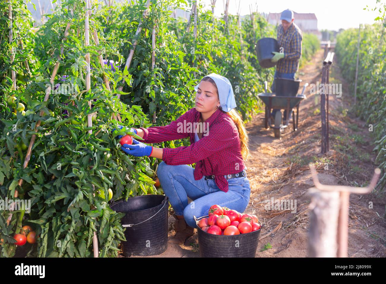 Young female farm worker harvesting pink tomatoes on vegetable ...