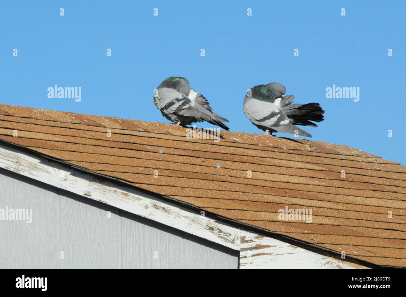 Two pigeons preening feathers while perched on top of roof Stock Photo