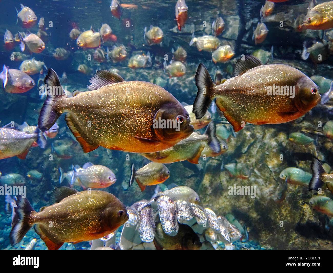 Close-up of piranha fish swimming in an aquarium Stock Photo