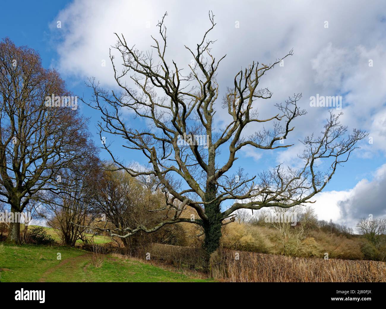 Pedunculate (English) Oak Tree - Quercus robur, in hedgerow, Cotswold Hills, Gloucestershire Stock Photo