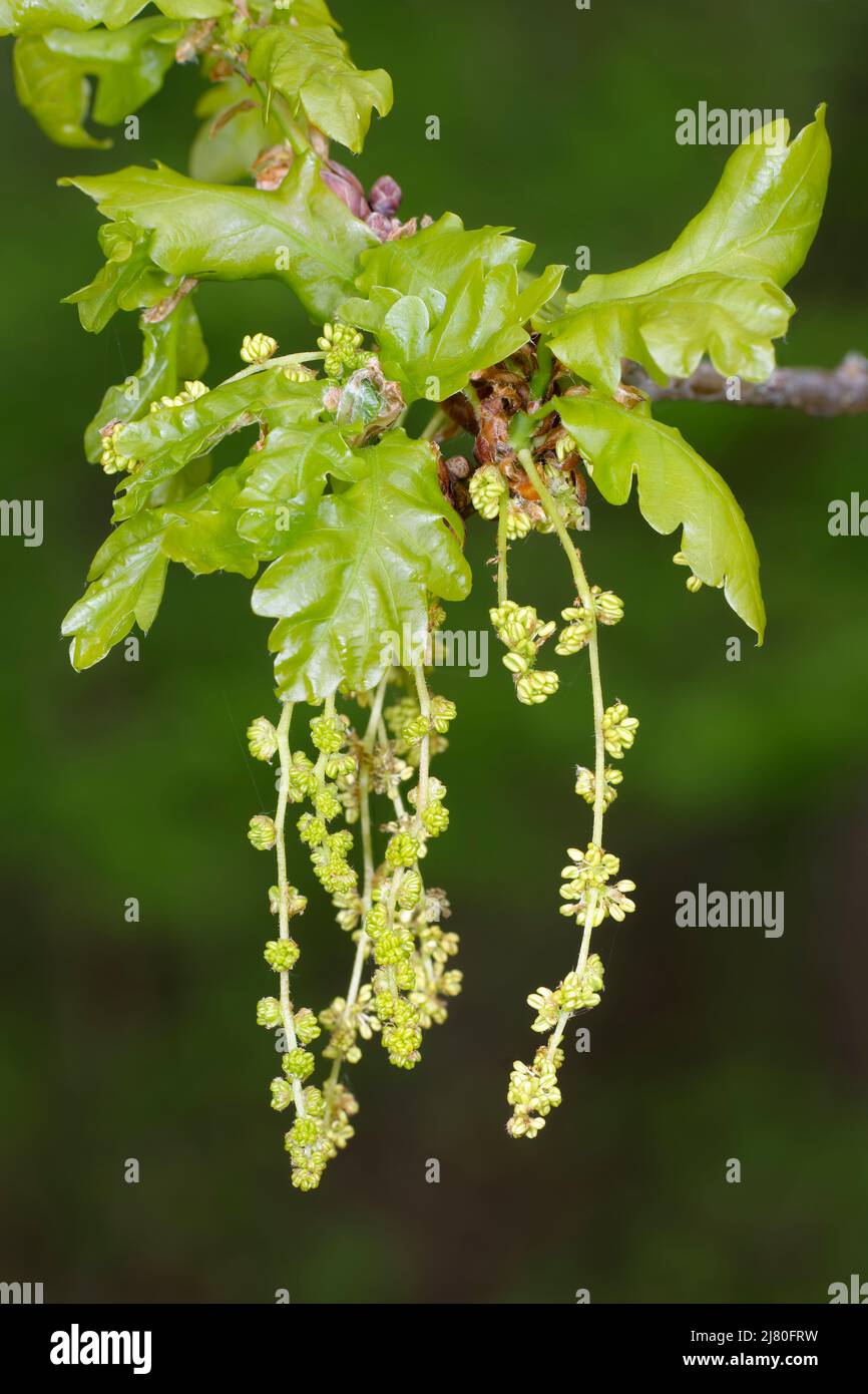 Pedunculate English Oak - Quercus robur, new leaves and flowers Stock Photo