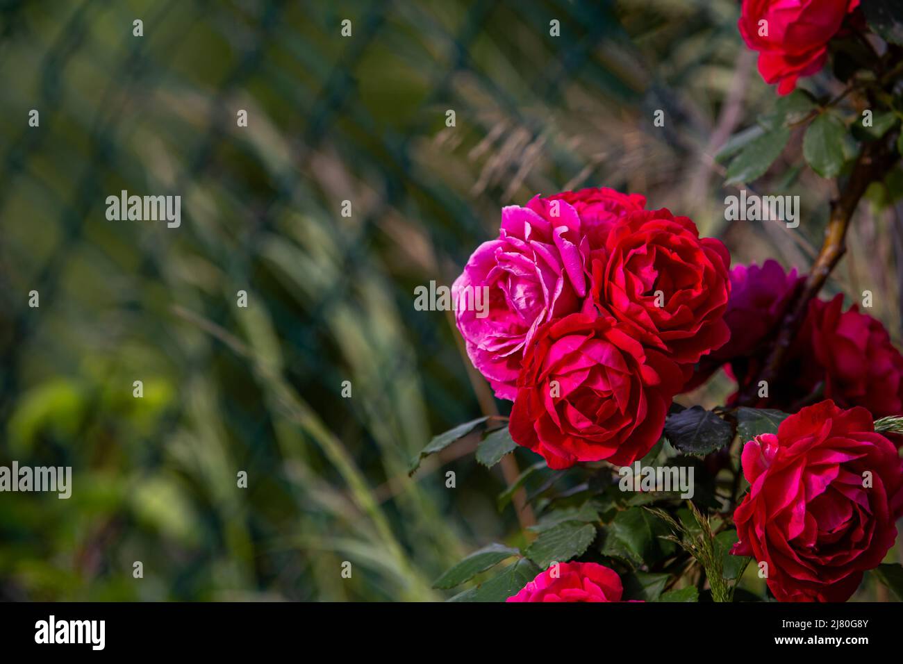 A large rose with red leaves Stock Photo