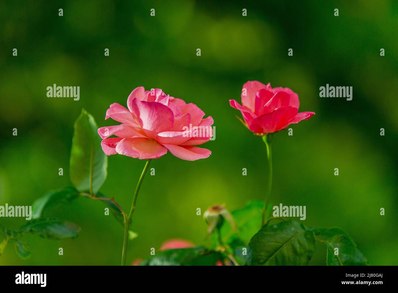 A large rose with pink petals Stock Photo