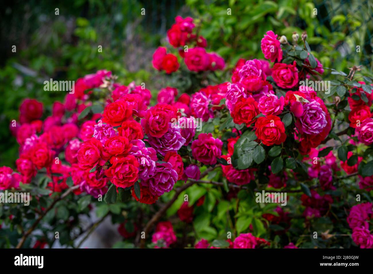 group of roses with red leaves in garden Stock Photo