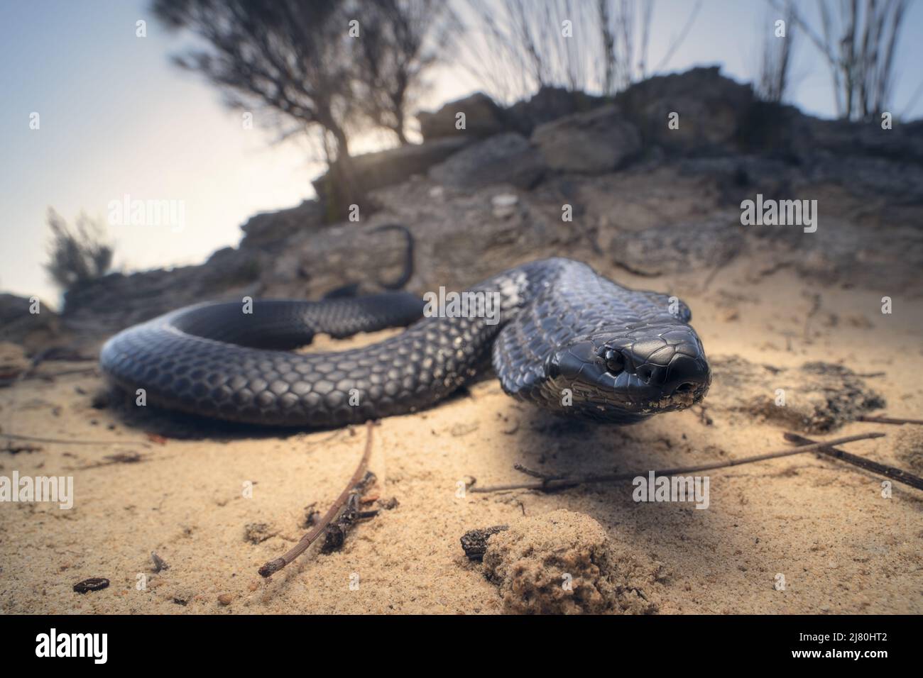 Close-up of a wild tiger snake (Notechis scutatus) in outback, South Australia, Australia Stock Photo