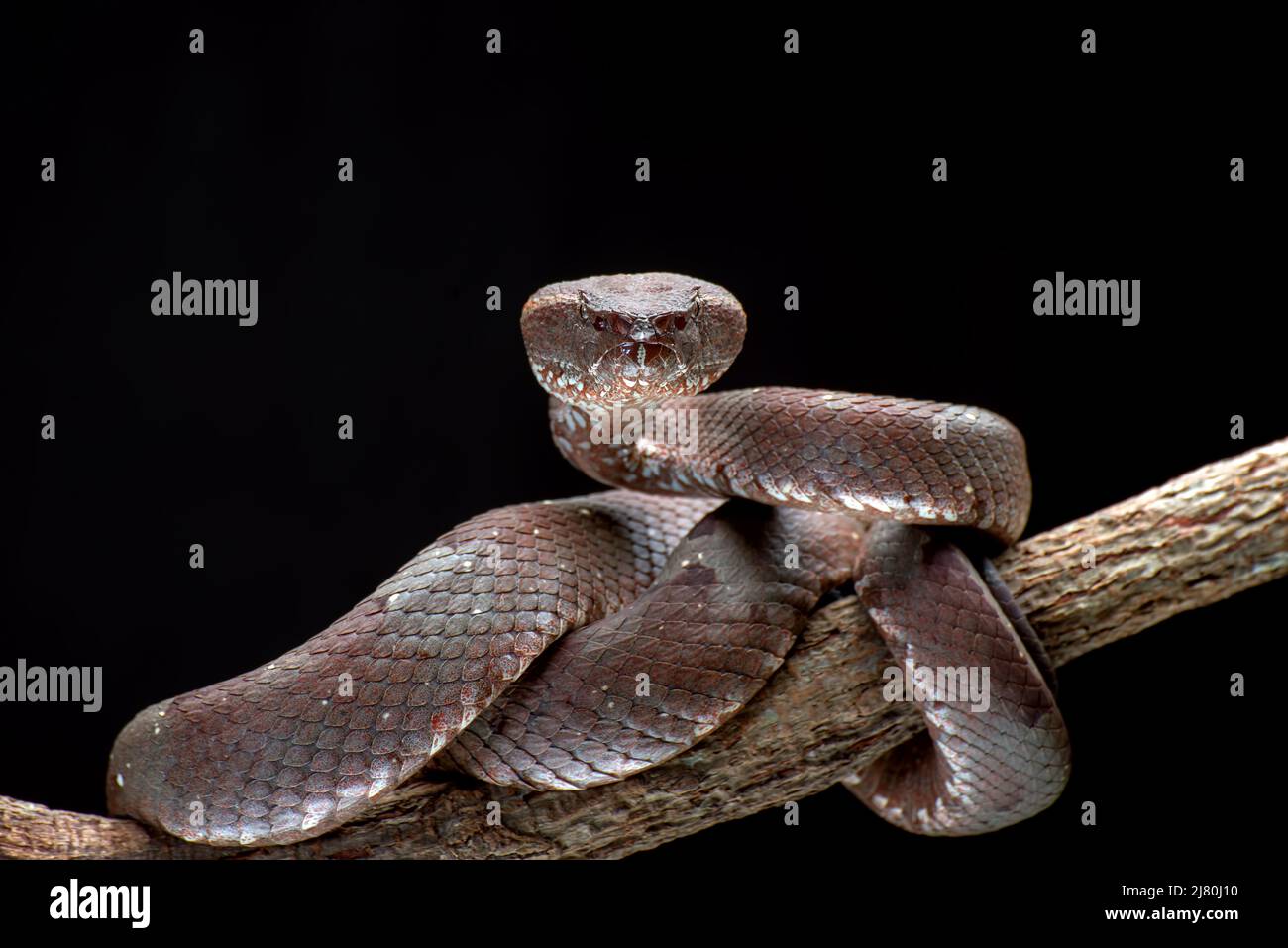 Flat-nosed pit viper on a branch, Indonesia Stock Photo