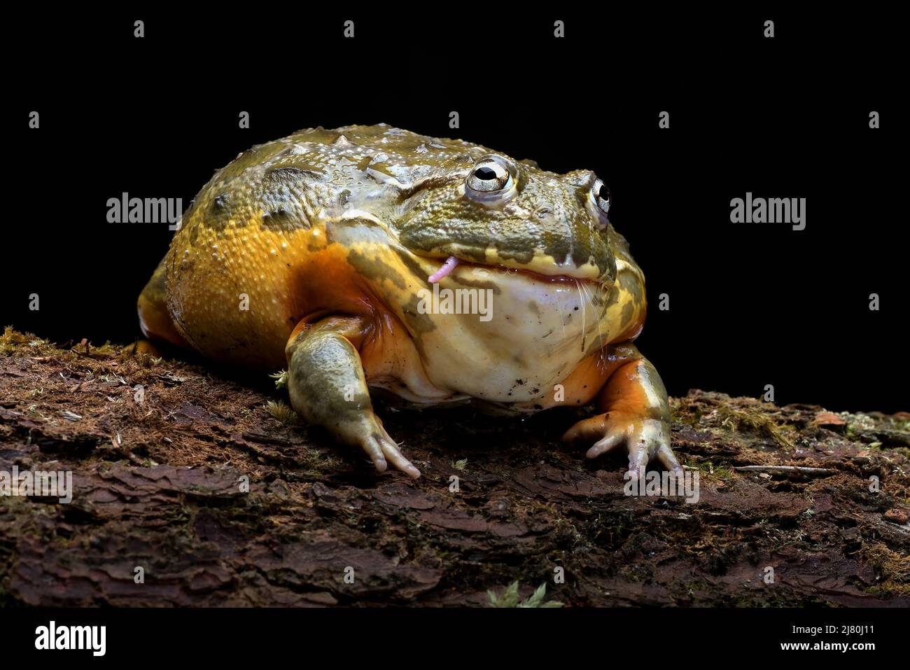 African bullfrog eating a rodent, Indonesia Stock Photo Alamy