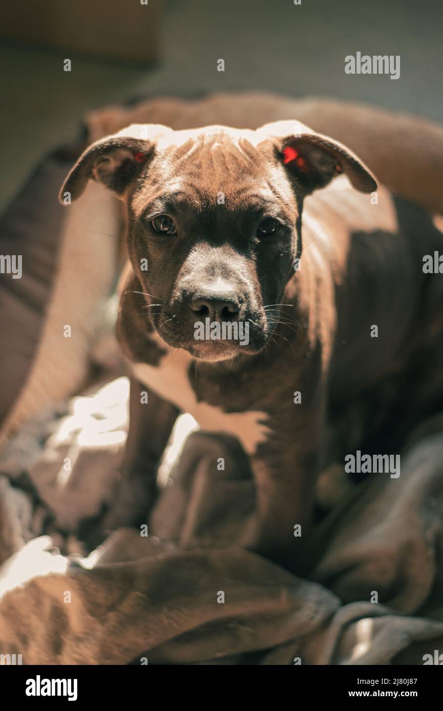 Imagen de un cachorro de pitbul de 3 meses mirando a camara Stock Photo