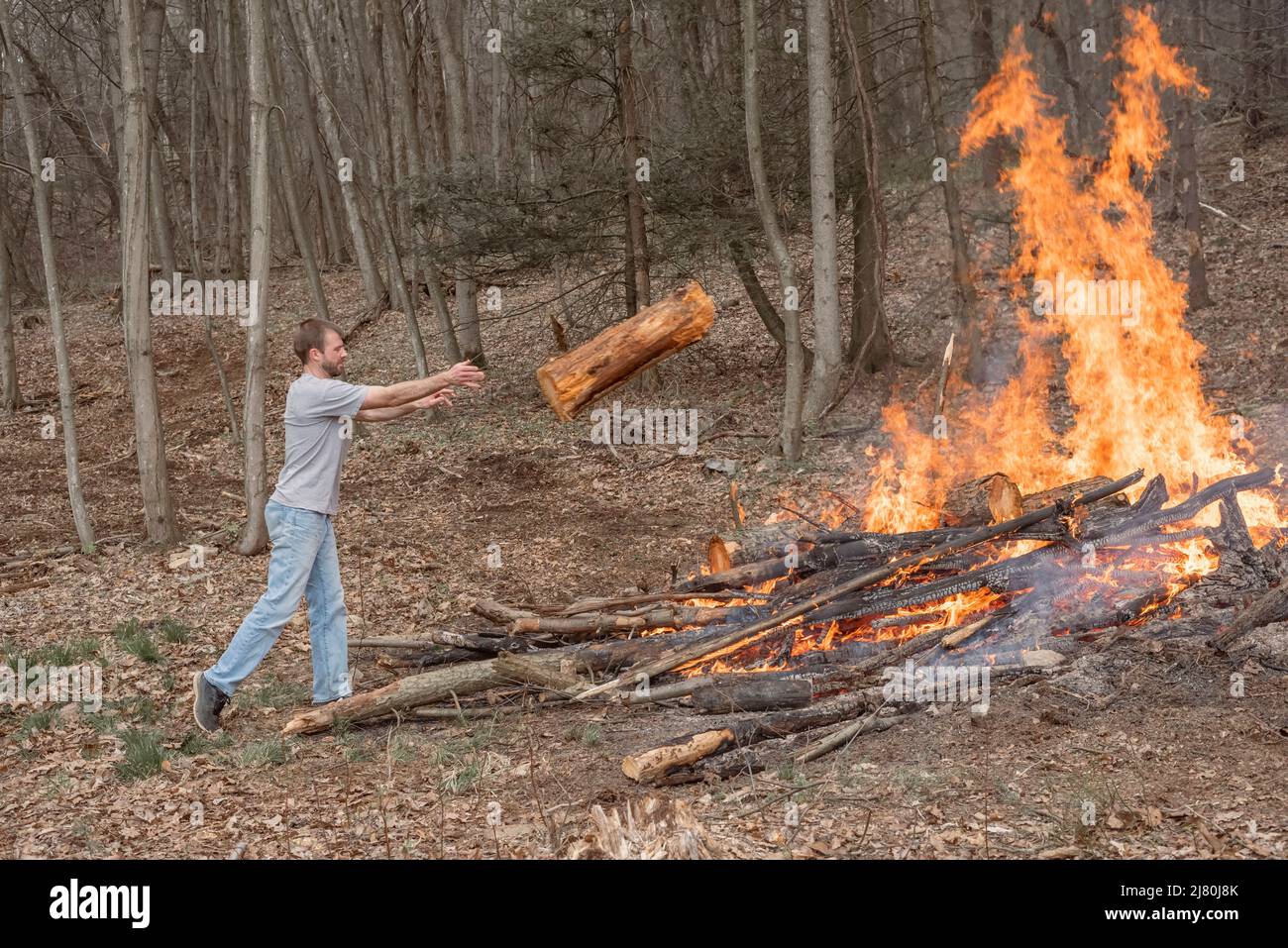 Young man throwing log onto large fire in woods Stock Photo Alamy