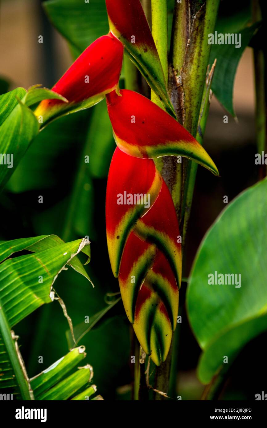 Detail of the flower of a Heliconia rostrata Stock Photo