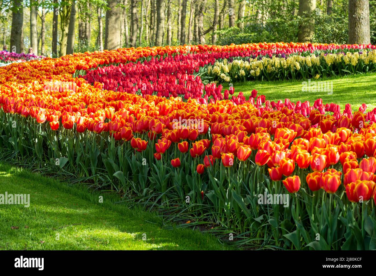 Keukenhof Park aka the Garden of Europe, is one of the world's largest flower gardens, situated in the municipality of Lisse, in the Netherlands Stock Photo