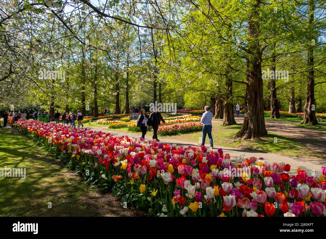 Keukenhof Park, also known as the Garden of Europe, is one of the world's largest flower gardens, situated in the municipality of Lisse, in the Nether Stock Photo