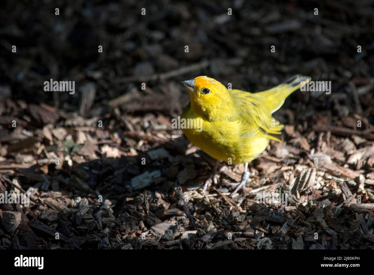 closeup of a yellow canary on the ground Stock Photo