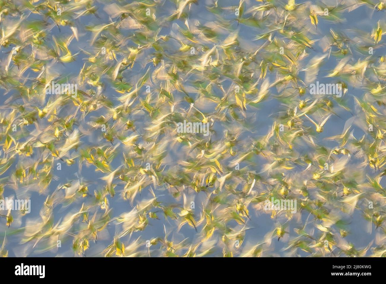 Abstract blurred photo of a large flock of Budgerigar (Melopsittacus undulatus) in flight, Australia Stock Photo