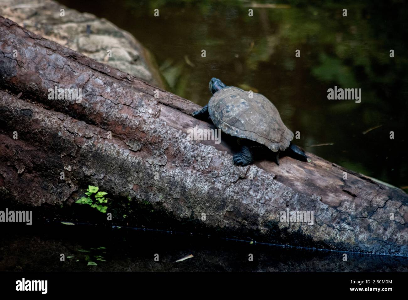 Turtle in the Iguazú River Stock Photo
