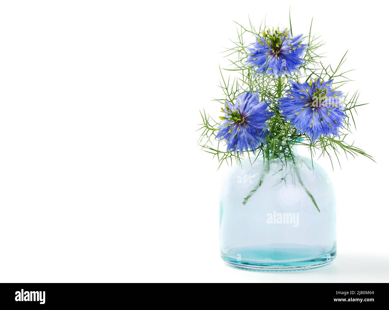 Black cumin flowers in a blue vase, isolated on white background with copy space Stock Photo