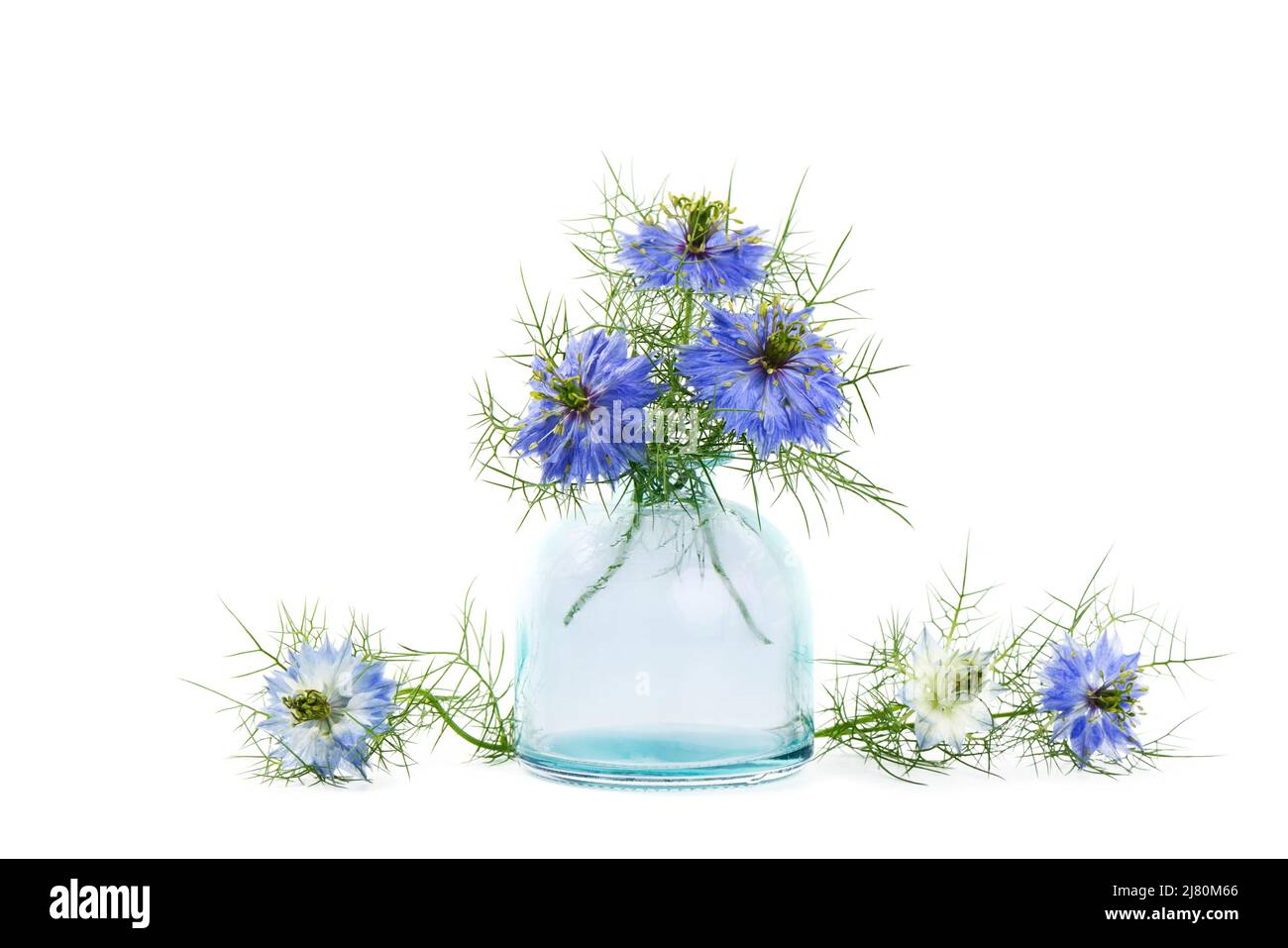 Black cumin flowers in a blue vase, isolated on white background Stock Photo