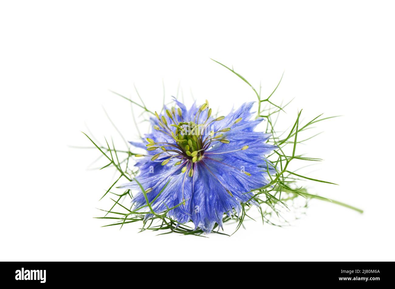 Black cumin flower isolated on white background with copy space Stock Photo