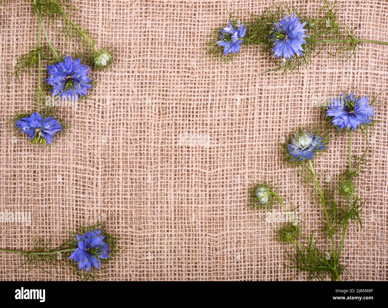 Frame border composition from little cumin flowers . Top view with copy ...