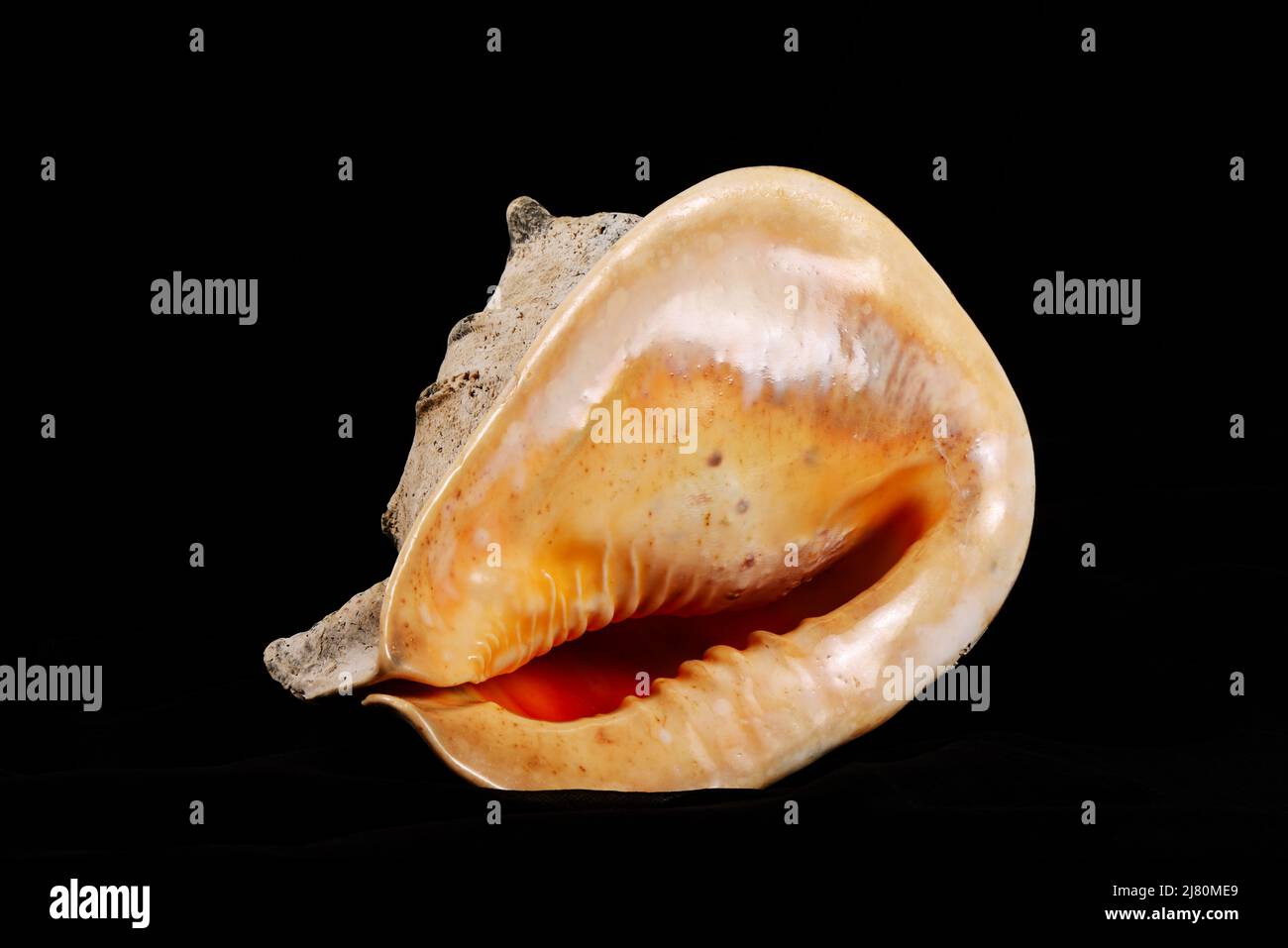 Seashell abstract background with mother of pearl seashell over black ...